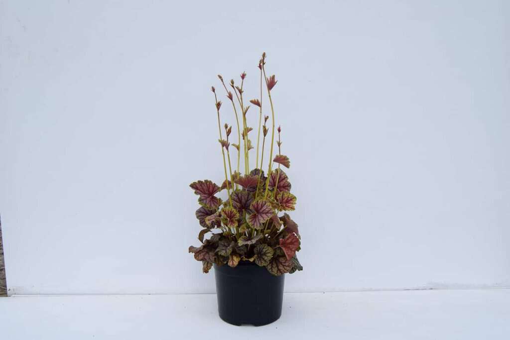 Heuchera 'Green Spice' ---